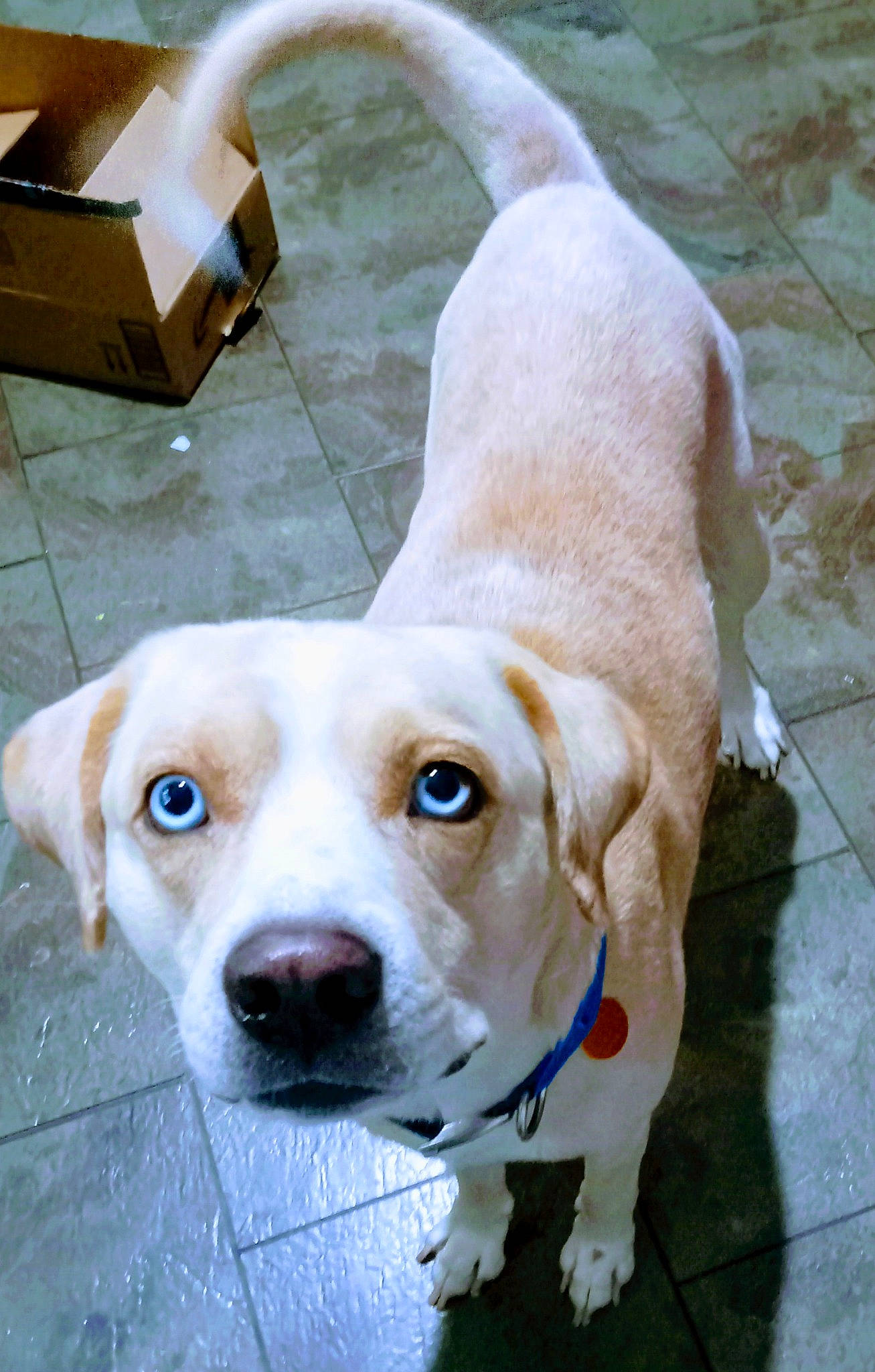 Adam joined the competition — help win amazing prizes! box, canidae, carnivore, carton, collar, companion_dog, dog, dog_breed, dog_collar, dog_supply, fawn, flooring, fur, leash, pet_supply, shipping_box, snout, sporting_group, whiskers, working_animal