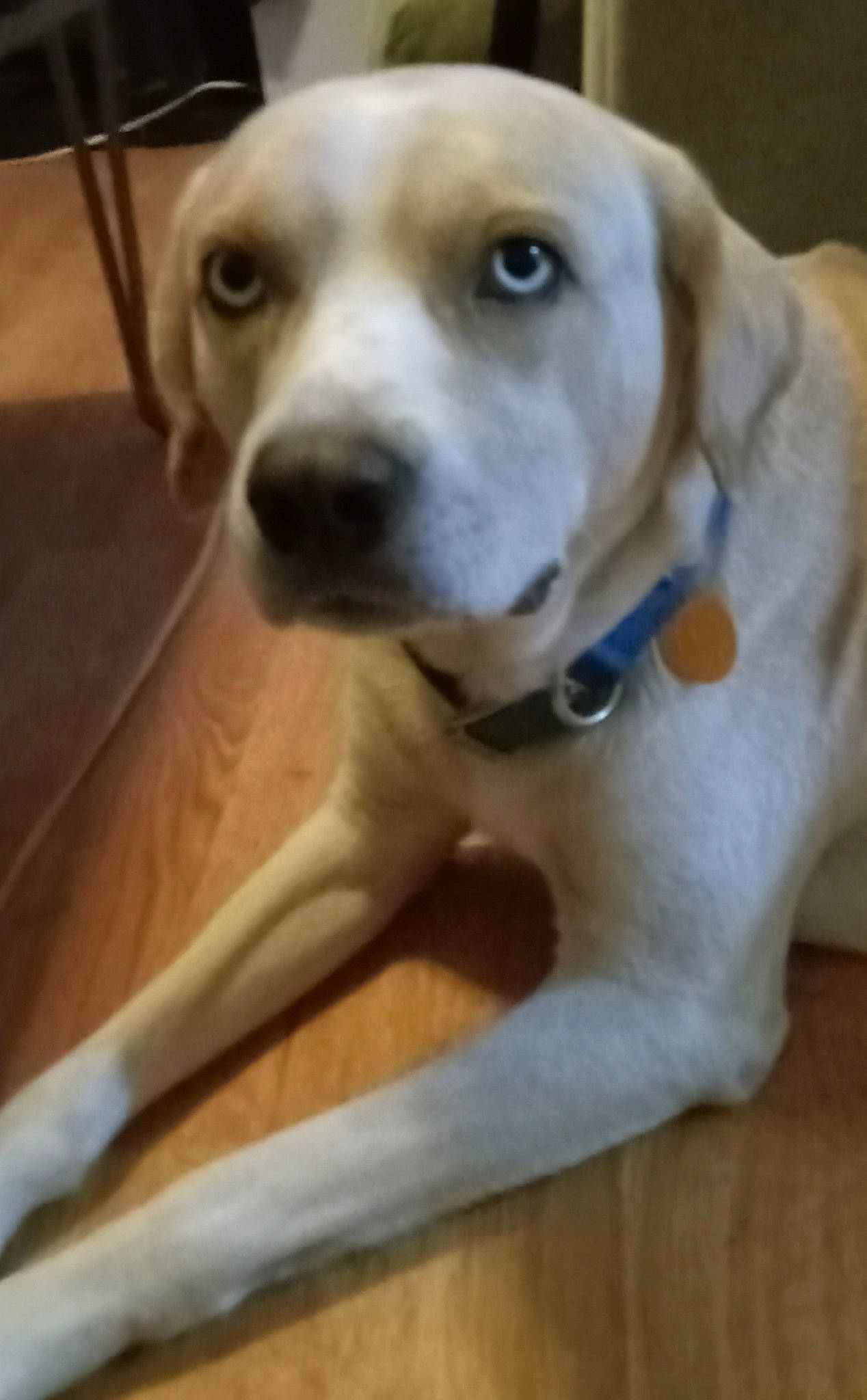 Adam joined the competition — help win amazing prizes! canidae, carnivore, companion_dog, dog, dog_breed, fawn, flooring, fur, gun_dog, hardwood, plank, sporting_group, varnish, whiskers, wood, wood_flooring, wood_stain, working_animal