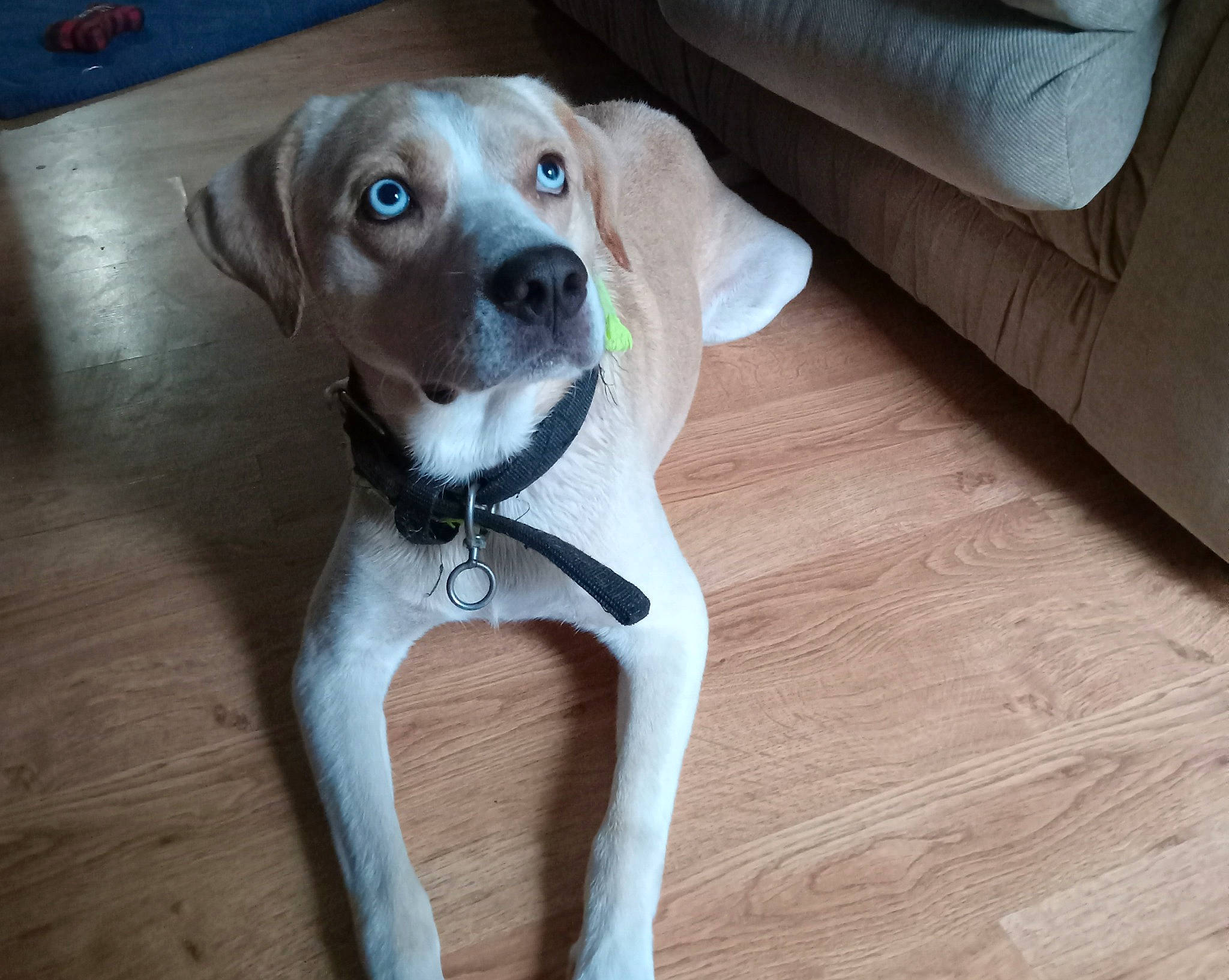 Adam joined the competition — help win amazing prizes! canidae, carnivore, collar, comfort, companion_dog, couch, dog, dog_breed, dog_collar, dog_supply, fawn, flooring, hardwood, liver, pet_supply, snout, sporting_group, whiskers, wood, working_animal