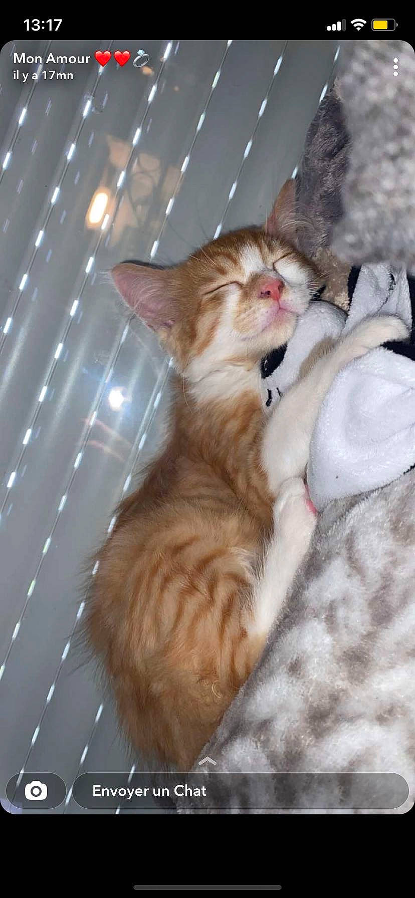 Taïko a rejoint le concours — aidez-le/la à gagner de superbes lots ! carnivore, cat, claw, comfort, domestic_short_haired_cat, fawn, felidae, fur, mammal, paw, small_to_medium_sized_cats, tail, whiskers