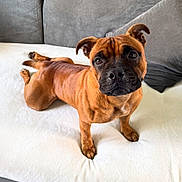 Sky a rejoint le concours — aidez-le/la à gagner de superbes lots ! animal, black_snout, brown_dog, canine, close_up, companion, couch, curious, cute, dog, domestic, ears_up, four_legs, household, indoor, looking_up, pet, resting, short_fur, white_blanket