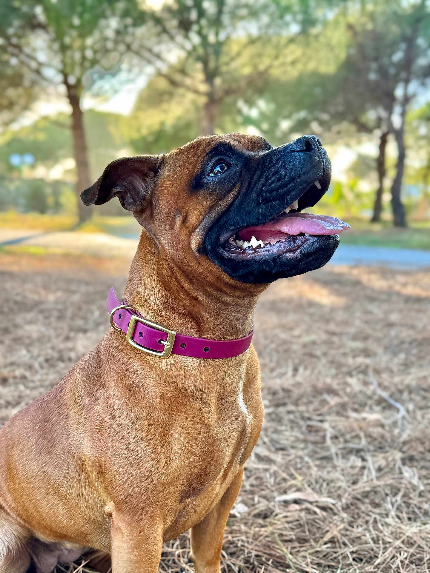 Sky a rejoint le concours — aidez-le/la à gagner de superbes lots ! animal, background_blur, brown_coat, canine, close_up, collar, daylight, dog, ears, grass, happy, muzzle, nature, outdoors, pet, pink_collar, sitting, sunlight, tongue_out, trees
