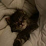 cat, kitten, sleeping, blanket, cozy, paw, fur, whiskers, bed, bedding, soft, nap, closeup, portrait, indoor, resting, cute, small_animal, adorable, low_light