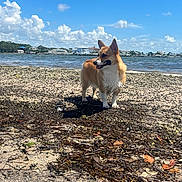 Tonka is registered to the contest to win money with this photo: dog, corgi, beach, sand, seaweed, water, sky, clouds, outdoor, sunny, animal, pet, shoreline, nature, daylight, canine, walking, coast, landscape, summer