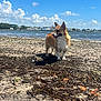 dog, corgi, beach, sand, seaweed, water, sky, clouds, outdoor, sunny, animal, pet, shoreline, nature, daylight, canine, walking, coast, landscape, summer
