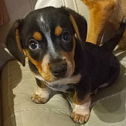 Tippy joined the competition — help win amazing prizes! puppy, dog, pet, leather_couch, indoor, cute, small, black_and_tan, fur, animal, young, looking_up, ears, paw, domestic_animal, companion, friend, sitting, home, curious