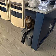 Leo is registered to the contest to win money with this photo: blue_kitchen_island, brown_cat, cat, chair, countertop, curious_cat, domestic_animal, floor, furniture, household, indoor, kitchen, pet, plush_toy, relaxed, seated, storage_container, tabby_cat, white_paws, wooden_floor