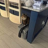 blue_kitchen_island, brown_cat, cat, chair, countertop, curious_cat, domestic_animal, floor, furniture, household, indoor, kitchen, pet, plush_toy, relaxed, seated, storage_container, tabby_cat, white_paws, wooden_floor