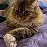 Leo joined the competition — help win amazing prizes! cat, tabby, fluffy, paws, crossed_paws, bed, blanket, purple, fur, whiskers, animal, pet, indoor, relaxed, close_up, portrait, mammal, cute, laying, feline