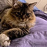 cat, tabby, fluffy, paws, bed, blanket, purple, indoor, pet, animal, relaxed, fur, whiskers, cute, resting, mammal, domestic, portrait, sleepy, cozy