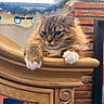 Leo is registered to the contest to win money with this photo: animal, brick_wall, carved_wood, cat, close_up, cozy, decor, feline, fluffy, garland, home, indoor, lights, mammal, pet, portrait, relaxed, white_paws, window, wooden_furniture