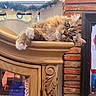 Leo is registered to the contest to win money with this photo: animal, brick_wall, carved_wood, cat, cozy, curious, decor, face, feline, fur, garland, home, indoor, paw, pet, relaxed, resting, whiskers, window, wooden_cabinet