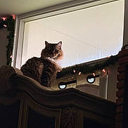 Leo joined the competition — help win amazing prizes! cat, fluffy, window, frosted_glass, garland, lights, cabinet, wooden_furniture, indoor, pet, animal, decorations, cozy, silhouette, feline, curious, shadow, home, christmas_lights, ornate