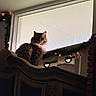 cat, fluffy, window, frosted_glass, garland, lights, cabinet, wooden_furniture, indoor, pet, animal, decorations, cozy, silhouette, feline, curious, shadow, home, christmas_lights, ornate