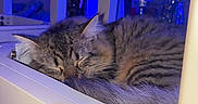 Leo joined the competition — help win amazing prizes! cat, sleeping, tabby, fur, whiskers, indoor, blue_light, wooden_surface, cozy, close_up, pet, animal, resting, quiet, peaceful, feline, house, home, soft, relaxed