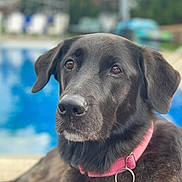 Bella is registered to the contest to win money with this photo: dog, black_dog, pet, collar, outdoor, pool, water, animal, mammal, canine, portrait, closeup, fur, ears, nose, tag, relaxing, summer, daytime, domestic_animal