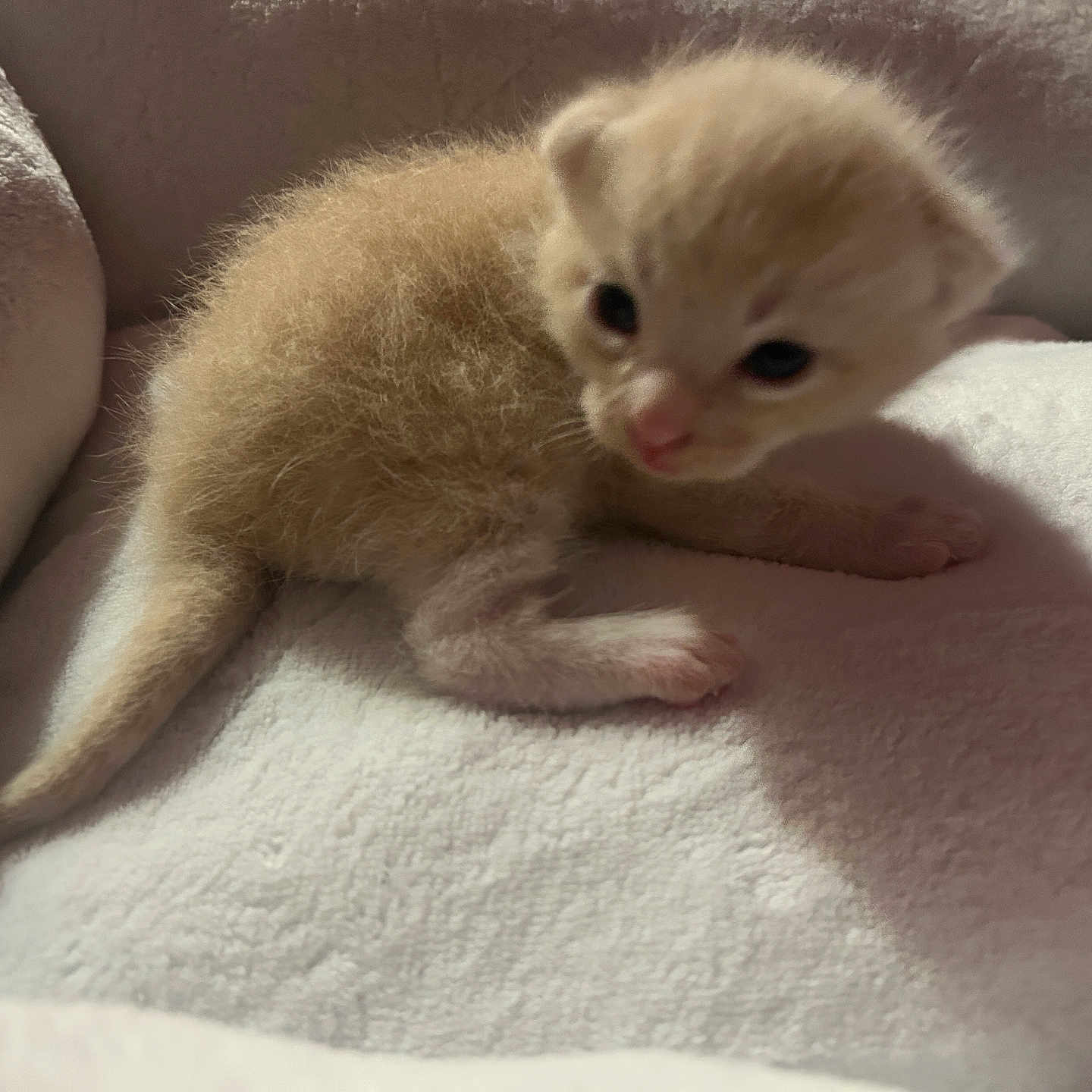 Tashki is registered to the contest to win money with this photo: animal, blanket, cat, closeup, cozy, curious, cute, fur, furry, indoor, kitten, paw, pet, resting, sleeping_area, small, soft, tail, white, young