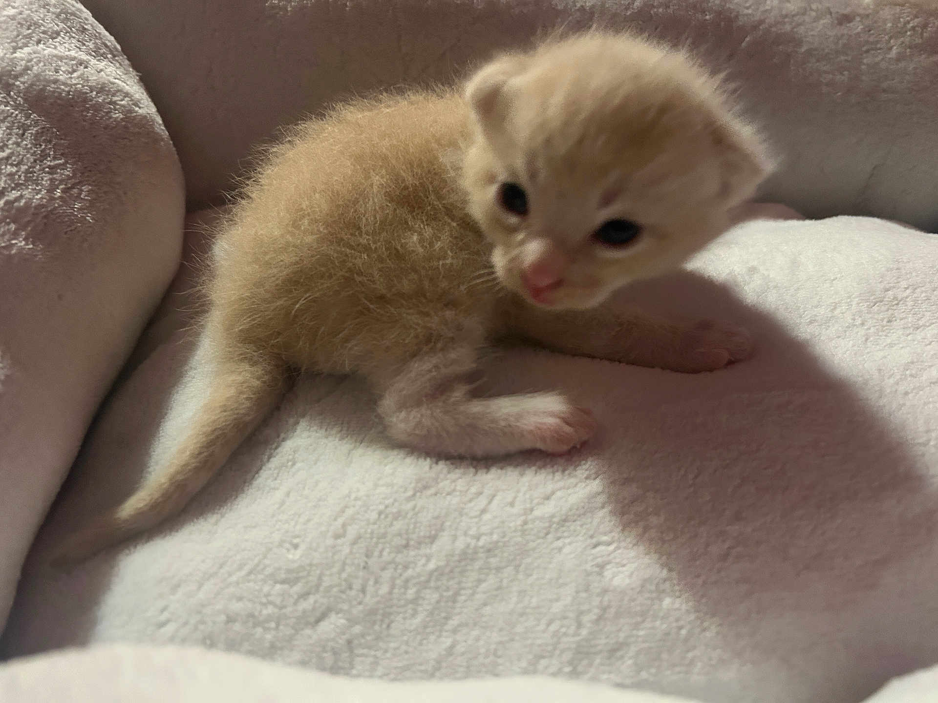 Tashki is registered to the contest to win money with this photo: animal, blanket, cat, closeup, cozy, curious, cute, fur, furry, indoor, kitten, paw, pet, resting, sleeping_area, small, soft, tail, white, young