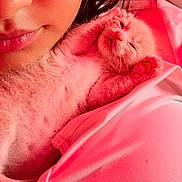 Tashki joined the competition — help win amazing prizes! cat, close_up, comfort, cuddle, cute, face, feline, indoor, kitten, mouth, paw, person, pet, pink_light, relax, shirt, skin, sleepy, soft_texture, warm