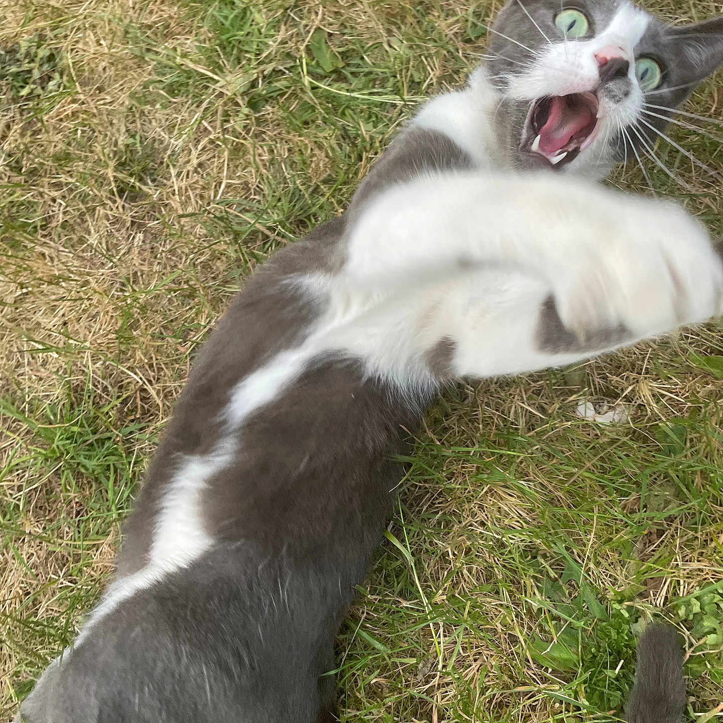 Tao a rejoint le concours — aidez-le/la à gagner de superbes lots ! alert, animal, cat, close_up, daylight, fur, grass, gray_cat, ground, motion_blur, mouth_open, nature, outdoor, paw, pet, playful, tail, whiskers, white_cat, wide_eyes