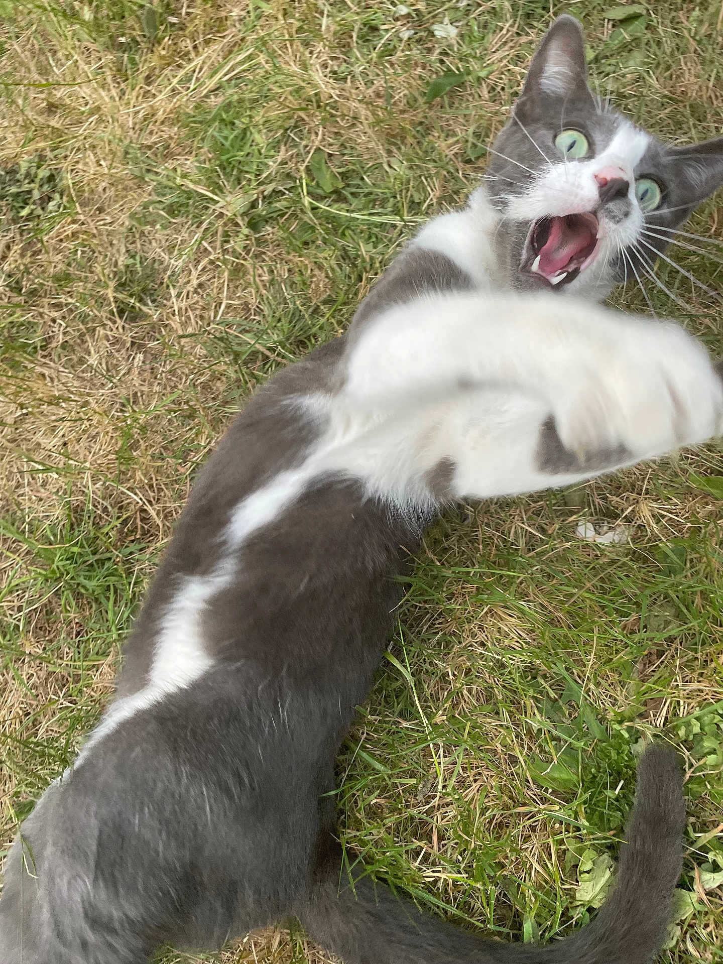 Tao a rejoint le concours — aidez-le/la à gagner de superbes lots ! cat, gray_cat, white_cat, grass, outdoor, playful, paw, motion_blur, animal, pet, wide_eyes, mouth_open, fur, tail, nature, alert, close_up, whiskers, ground, daylight