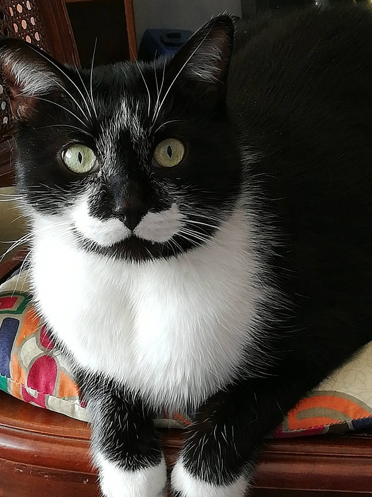 Joseph a rejoint le concours — aidez-le/la à gagner de superbes lots ! black_cat, carnivore, cat, cat_furniture, cat_supply, claw, domestic_short_haired_cat, felidae, fur, grey, human_body, iris, monochrome_photography, paw, pet_supply, small_to_medium_sized_cats, snout, tail, whiskers, window