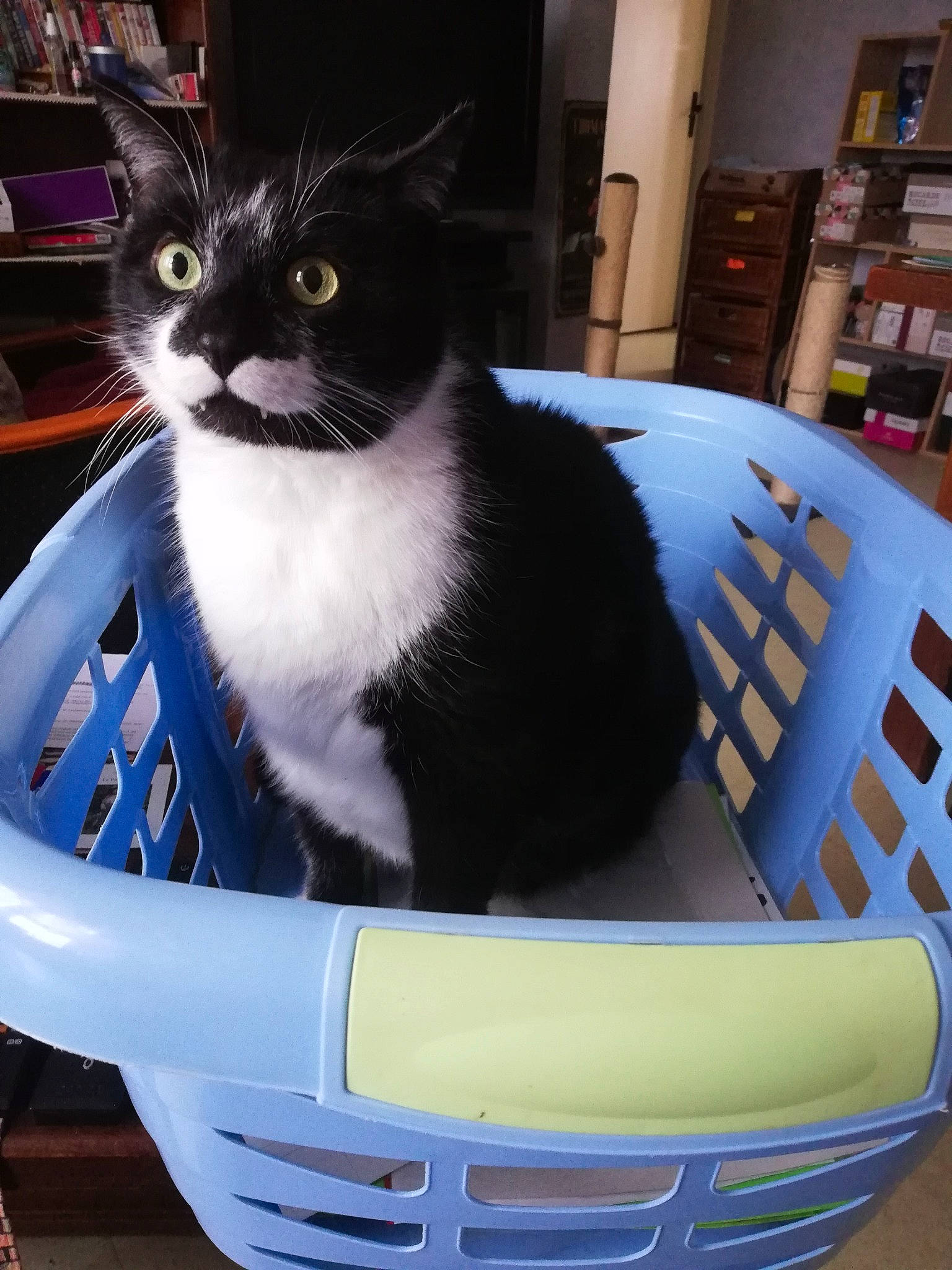 Joseph a rejoint le concours — aidez-le/la à gagner de superbes lots ! automotive_design, black, blue, bookcase, cabinetry, carnivore, cat, cat_supply, comfort, electric_blue, felidae, gas, hood, leisure, pet_supply, recreation, shelf, shelving, small_to_medium_sized_cats, whiskers