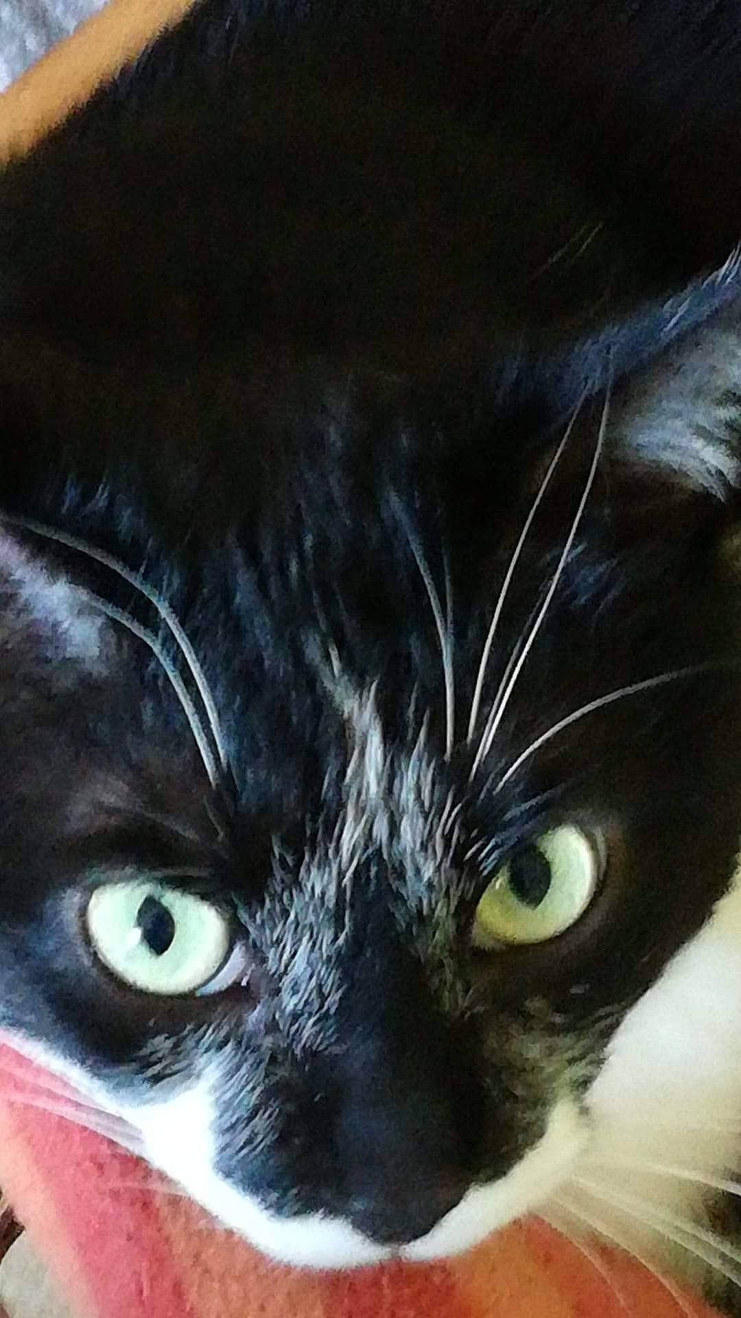 Joseph participe au concours pour gagner de l'argent avec cette photo : black_cat, carnivore, cat, comfort, darkness, domestic_short_haired_cat, ear, electric_blue, felidae, fur, head, iris, nose, paw, small_to_medium_sized_cats, snout, whiskers, window