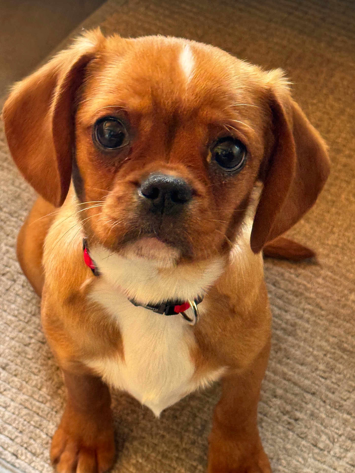 Asur participe au concours pour gagner de l'argent avec cette photo : dog, puppy, brown_coat, white_chest, collar, pet, close_up, portrait, eyes, nose, paws, sitting, indoor, carpet, fur, ears, whiskers, cute, adorable, pet_accessory
