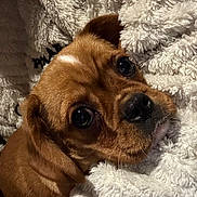 Asur participe au concours pour gagner de l'argent avec cette photo : dog, puppy, brown_fur, blanket, cozy, closeup, portrait, big_eyes, wet_nose, whiskers, ear, fur_texture, human_arm, indoor, soft_texture, fuzzy_blanket, cute, pet, looking_up, snout