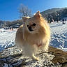 Pita participe au concours pour gagner de l'argent avec cette photo : dog, pomernian, fluffy, snow, winter, outdoor, rock, sunlight, blue_sky, tree, mountain, cold, animal, pet, nature, fur, canine, daytime, landscape, snowy