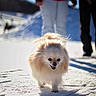 Pita a rejoint le concours — aidez-le/la à gagner de superbes lots ! dog, pomeranian, snow, outdoor, sunlight, happy, pet, walking, fluffy, winter, person, blurred_background, shadow, cold, nature, animal, canine, daylight, fun, fur
