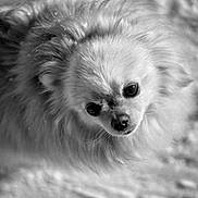 Pita a rejoint le concours — aidez-le/la à gagner de superbes lots ! dog, small_dog, fluffy, pet, portrait, black_and_white, fur, cute, animal, looking_up, face, close_up, indoor, soft_light, texture, companion, adorable, canine, curious, head_tilt