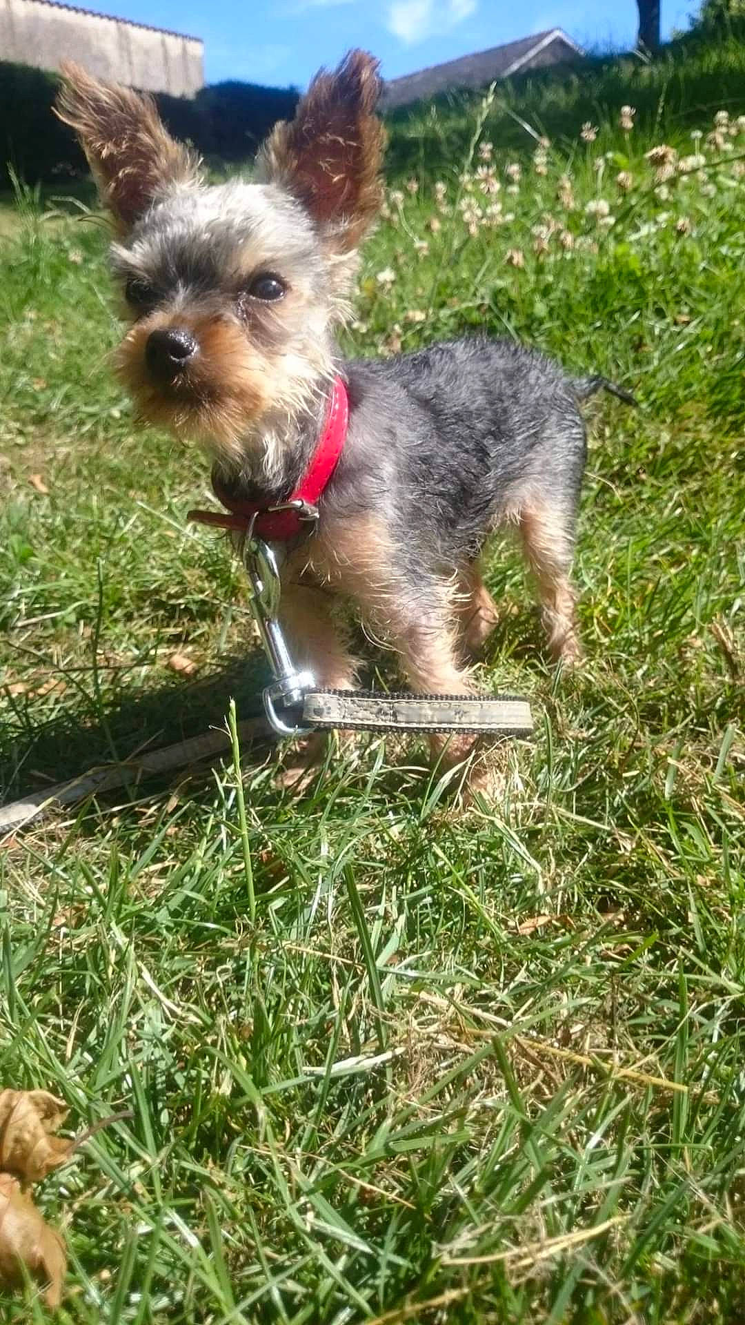 Angel a rejoint le concours — aidez-le/la à gagner de superbes lots ! canidae, carnivore, collar, companion_dog, dog, dog_breed, dog_collar, dog_supply, fawn, grass, groundcover, leash, pet_supply, plant, snout, sporting_group, tail, terrier, toy_dog, working_animal