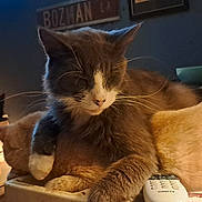 Sam is registered to the contest to win money with this photo: bowl, cat, cats, closeup, cozy, cuddling, fan, feline, furniture, gray_cat, household, indoor, orange_cat, paws, pet, portrait, remote_control, shelf, sleeping, whiskers