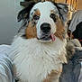 dog, australian_shepherd, tongue_out, fluffy, indoor, pet, animal, cute, curious, sitting, household, television, furniture, brown, white, black, ears, face, fur, portrait