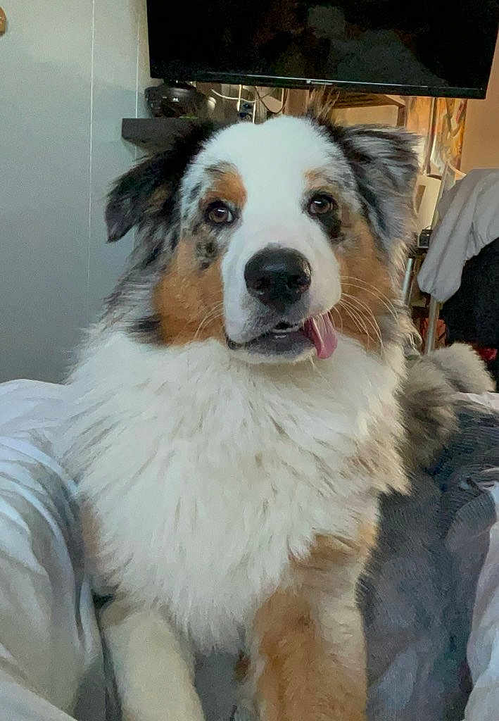 Vodka participe au concours pour gagner de l'argent avec cette photo : dog, australian_shepherd, tongue_out, fluffy, indoor, pet, animal, cute, curious, sitting, household, television, furniture, brown, white, black, ears, face, fur, portrait
