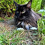 cat, long_hair, black_cat, white_paws, whiskers, grass, greenery, hedge, outdoor, nature, animal, pet, feline, close_up, resting, curious, daylight, mammal, fluffy, wildlife