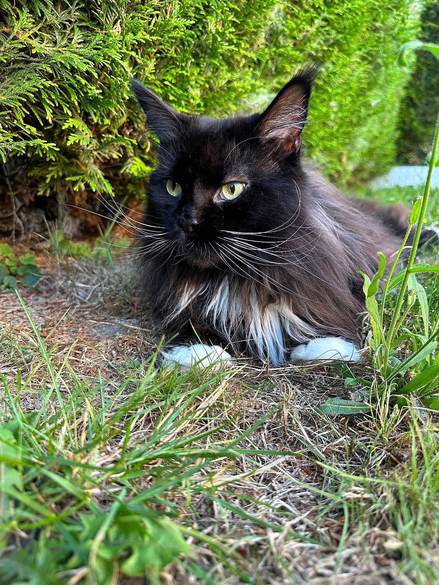Plume participe au concours pour gagner de l'argent avec cette photo : cat, long_hair, black_cat, white_paws, whiskers, grass, greenery, hedge, outdoor, nature, animal, pet, feline, close_up, resting, curious, daylight, mammal, fluffy, wildlife