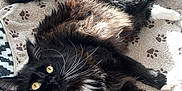 Plume participe au concours pour gagner de l'argent avec cette photo : cat, black_cat, white_paws, fluffy_fur, yellow_eyes, towel, paw_print_pattern, sunlight, indoor, tile_floor, rug, geometric_pattern, furniture, relaxing, pet, whiskers, lying_down, cozy, domestic_animal, home_interior