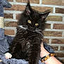 kitten, cat, black_cat, pet, animal, feline, fluffy, whiskers, yellow_eyes, paws, cat_hammock, hand, bracelet, wooden_beads, brick_wall, indoor, cute, relaxed, domestic_cat, fur