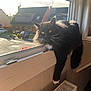 cat, black_cat, white_paw, windowsill, window, sunlight, indoor, pet, fluffy, relaxed, house, radiator, domestic, animal, daylight, resting, feline, whiskers, outside_view, cozy
