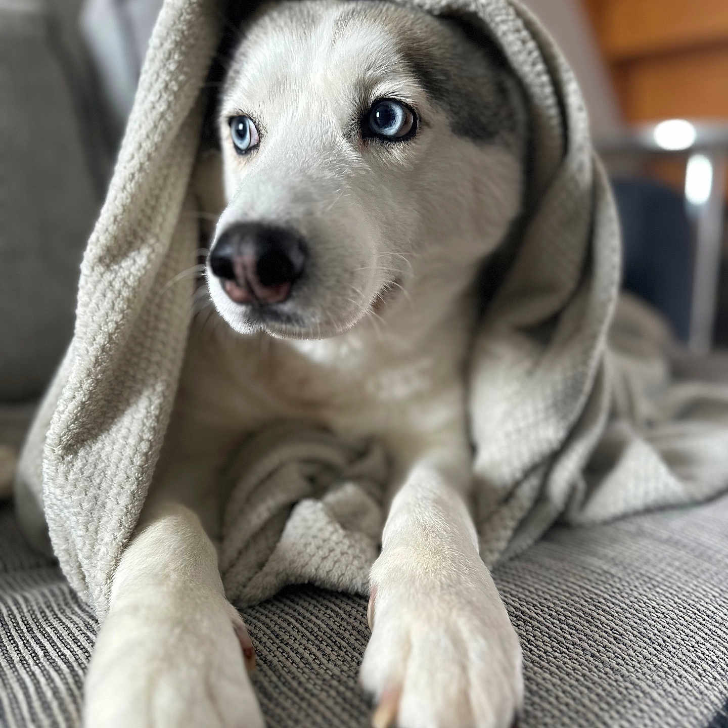 Pumba participe au concours pour gagner de l'argent avec cette photo : animal, blanket, blue_eyes, canine, comfort, couch, cozy, dog, face, fur, fur_texture, husky, indoors, nose, paw, pet, portrait, relaxed, snout, whiskers