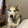 dog, siberian_husky, blue_eyes, fur, indoor, pet, animal, canine, portrait, sitting, fluffy, face, ears, nose, blanket, furniture, focus, calm, looking, domestic