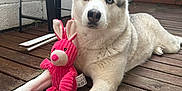 Pumba participe au concours pour gagner de l'argent avec cette photo : dog, husky, blue_eyes, plush_toy, pink_bunny, wooden_deck, outdoor, pet, animal, fur, relaxed, laying_down, face, ears, nose, plant, brick_wall, furniture, home, companion