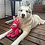 dog, husky, blue_eyes, plush_toy, pink_bunny, wooden_deck, outdoor, pet, animal, fur, relaxed, laying_down, face, ears, nose, plant, brick_wall, furniture, home, companion