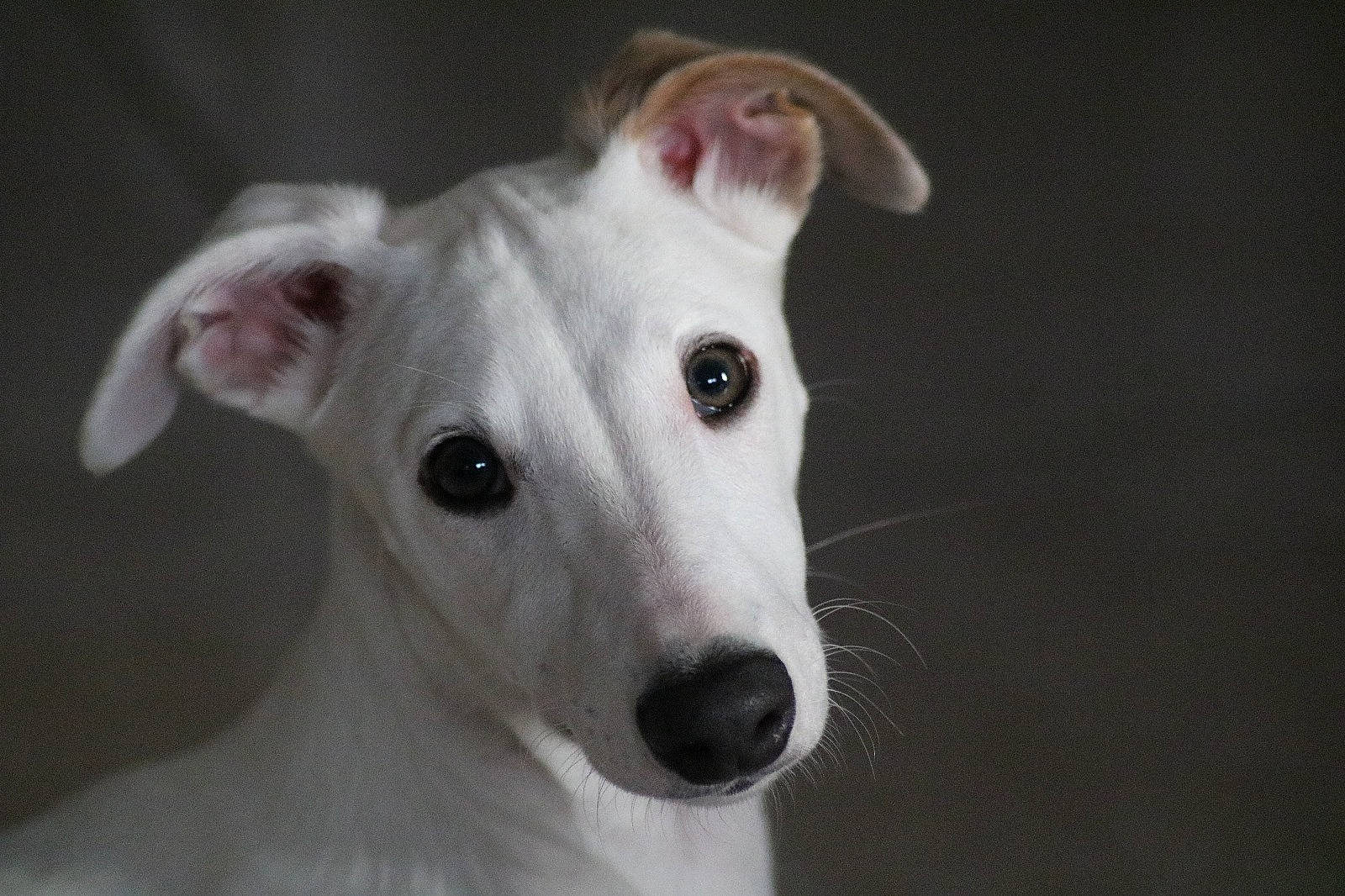 Griotte participe au concours pour gagner de l'argent avec cette photo : canidae, carnivore, collar, companion_dog, dog, dog_breed, dog_collar, ear, fawn, non_sporting_group, snout, sporting_group, terrestrial_animal, whiskers, working_animal