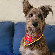 Lola joined the competition — help win amazing prizes! dog, pet, bandana, couch, blue_couch, indoor, portrait, scruffy_dog, fur, ears, quilted, wall_art, framed_picture, seated, looking_at_camera, curious, name_tag, home_interior, animal, canine