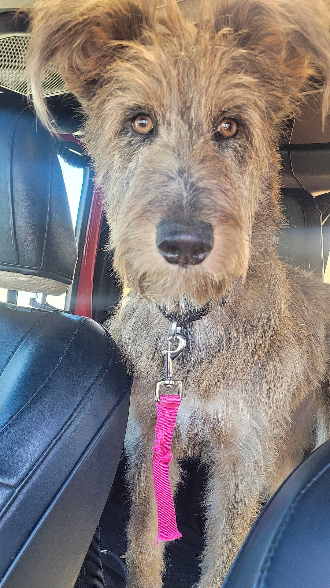 animal, brown_dog, canine, car_interior, close_up, companion, curious, dog, domestic_animal, fur, leash, leather_seat, pet, pink_leash, portrait, scruffy, seat, transportation, vehicle, young_dog