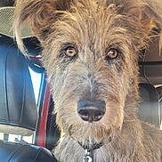 Lola joined the competition — help win amazing prizes! animal, brown_eyes, canine, car_interior, close_up, collar, curious, cute, dog, friendly, fur, indoor, leather_seat, looking_at_camera, mammal, pet, portrait, scruffy, seat, seatbelt